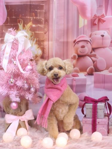 20241227めるちゃん